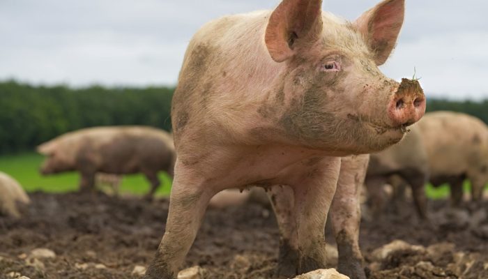 Pig on pig farm